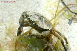 Crab taken at Trefor, North Wales.  Nikon D80, 60mm by Alan Fryer 